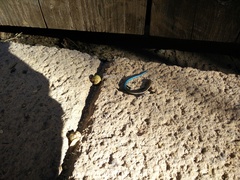 Chalcides sexlineatus