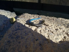 Chalcides sexlineatus