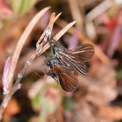Empis borealis
