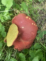 Hortiboletus rubellus
