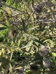 Cissus palmata