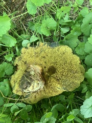 Hortiboletus rubellus
