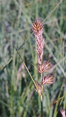 Carex disticha