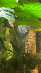 Pterophyllum