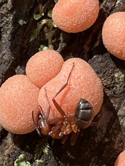 Formica sanguinea