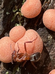 Formica sanguinea