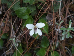 Viola adenothrix