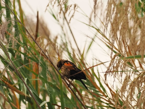 Marsh Widowbird (Euplectes hartlaubi), photo 2