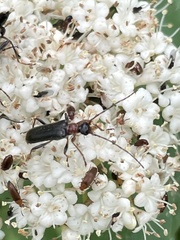 Pidonia ruficollis