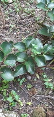 Knowltonia vesicatoria