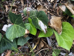 Colletotrichum trichellum