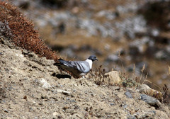 Columba leuconota