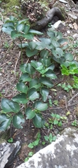 Knowltonia vesicatoria