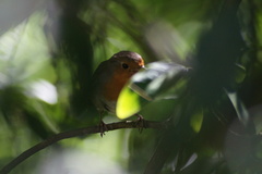 Erithacus rubecula
