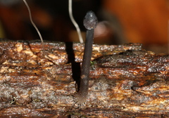 Mycena nargan