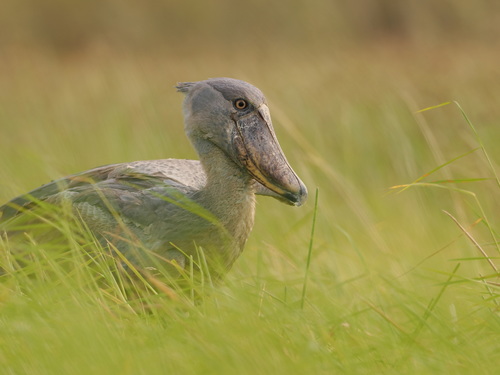 Shoebill photographed in Zambia
