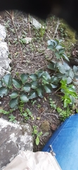 Knowltonia vesicatoria