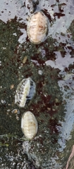 Chitonina