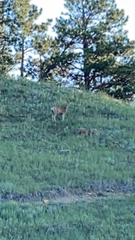Odocoileus virginianus