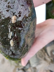 Chitonina