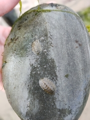 Chitonina