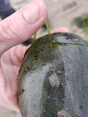 Chitonina