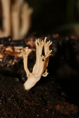 Artomyces austropiperatus