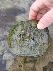 Chitonina