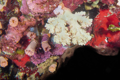 Cladopsammia gracilis