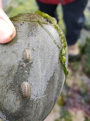 Chitonina
