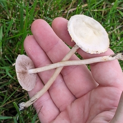 Agrocybe