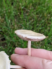 Agrocybe