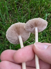 Agrocybe