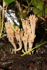 Artomyces austropiperatus