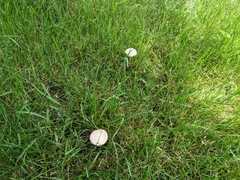 Agrocybe
