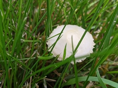 Agrocybe