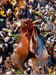 Mazzaella laminarioides