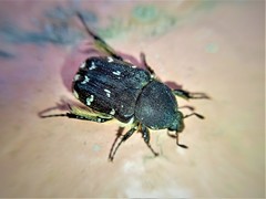 Heterocnemis graeca