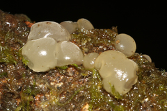 Ductifera sucina