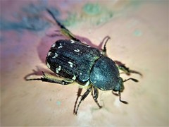 Heterocnemis graeca