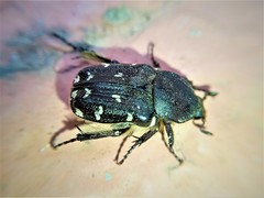 Heterocnemis graeca