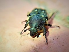 Heterocnemis graeca