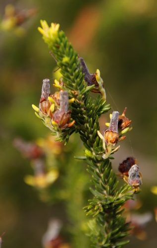 Image of Erica brachialis by (c) Tony Rebelo, some rights reserved (CC BY-SA)