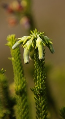 Erica brachialis