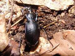 Carabus catenulatus