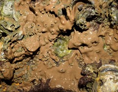 Didemnum psammatodes