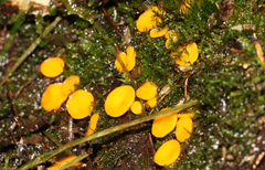 Phaeohelotium baileyanum