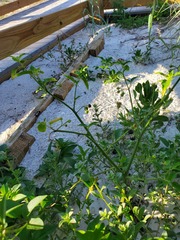 Solanum pseudogracile