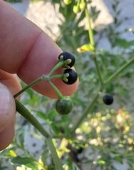 Solanum pseudogracile