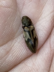 Stropenron hieroglyphica